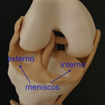 Fig-2-Meniscos